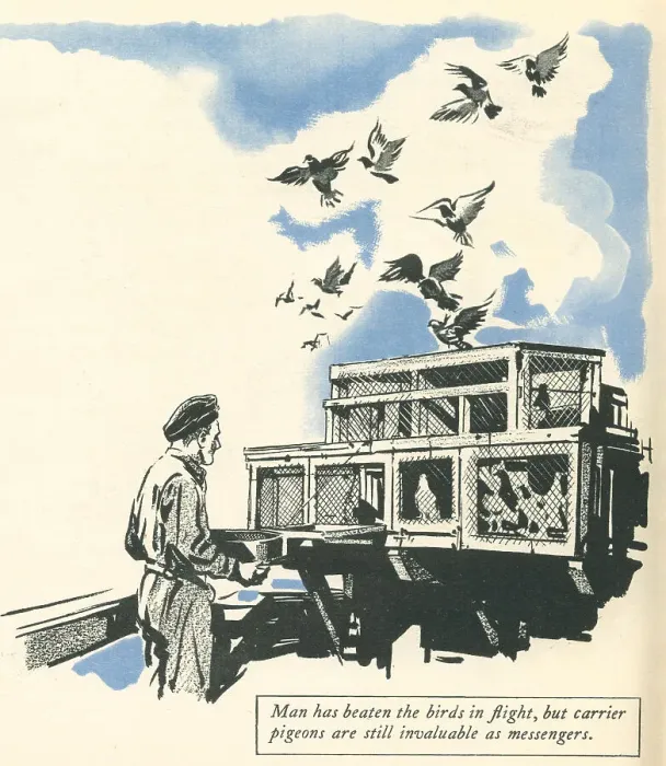 Framed Print : WW2, R. A. F. Messenger Pigeons Framed Print : WW2, R. A. F. Messenger Pigeons