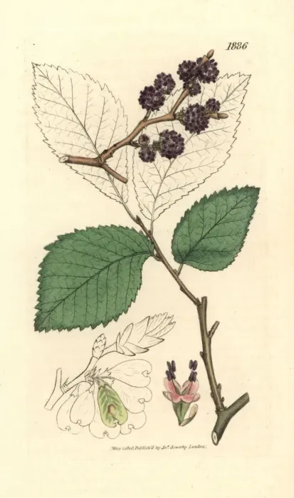 Framed Print : Wych elm or Scots elm, Ulmus glabra Framed Print : Wych elm or Scots elm, Ulmus glabra