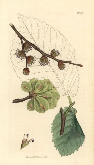 Framed Print : Wych elm or Scots elm, Ulmus glabra Framed Print : Wych elm or Scots elm, Ulmus glabra