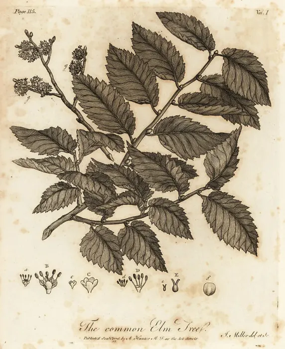 Framed Print : Wych elm or Scots elm, Ulmus glabra Framed Print : Wych elm or Scots elm, Ulmus glabra