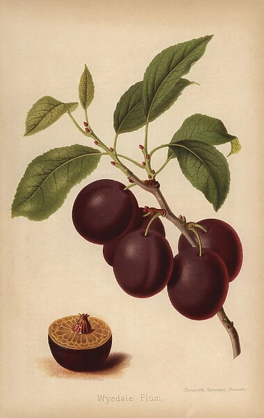 Wyedale Plum cultivar, Prunus domestica