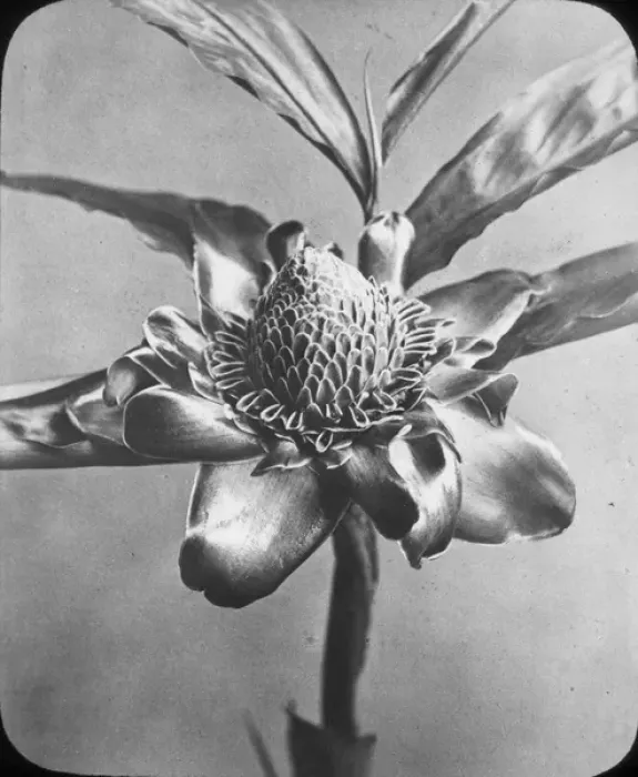 Framed Print : X-Ray - Blossom Framed Print : X-Ray - Blossom