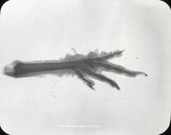 Framed Print : X-Ray - Claw foot Framed Print : X-Ray - Claw foot