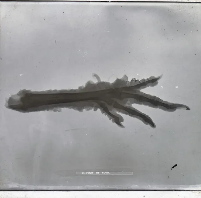 Framed Print : X-Ray - Claw Foot Framed Print : X-Ray - Claw Foot