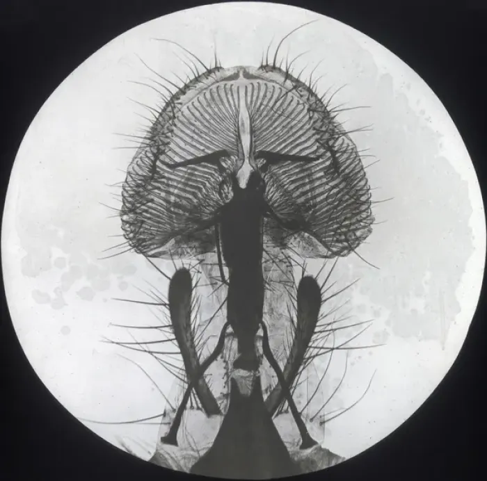 Framed Print : X-Ray - Close-up X-ray view of a Blow Fly Proboscis Framed Print : X-Ray - Close-up X-ray view of a Blow Fly Proboscis