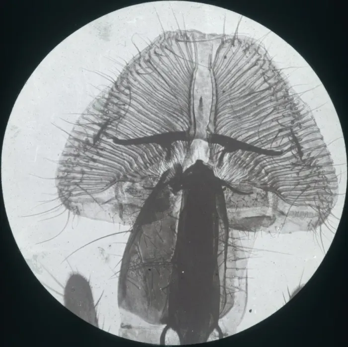 Framed Print : X-Ray - Close-up X-ray view of a Blow Fly Proboscis Framed Print : X-Ray - Close-up X-ray view of a Blow Fly Proboscis