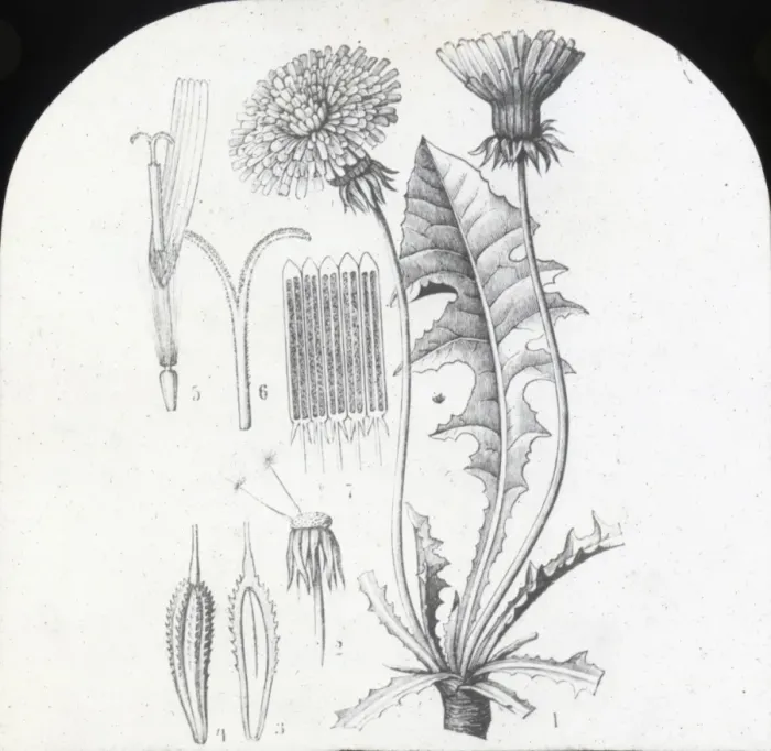 Framed Print : X-Ray - Dandelion Framed Print : X-Ray - Dandelion