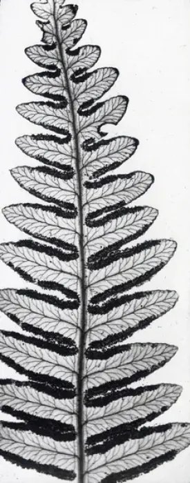 Framed Print : X-Ray - Fern Framed Print : X-Ray - Fern