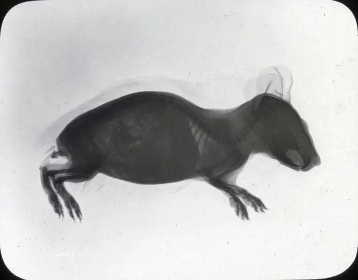 Framed Print : X-Ray - Guinea Pig Framed Print : X-Ray - Guinea Pig