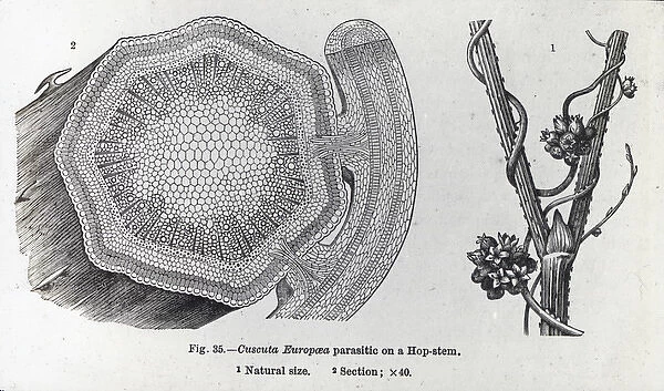 X-Ray - Hop Stem Parasite - Section of plant