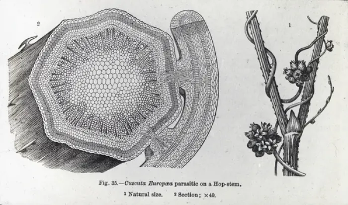 Framed Print : X-Ray - Hop Stem Parasite - Section of plant Framed Print : X-Ray - Hop Stem Parasite - Section of plant