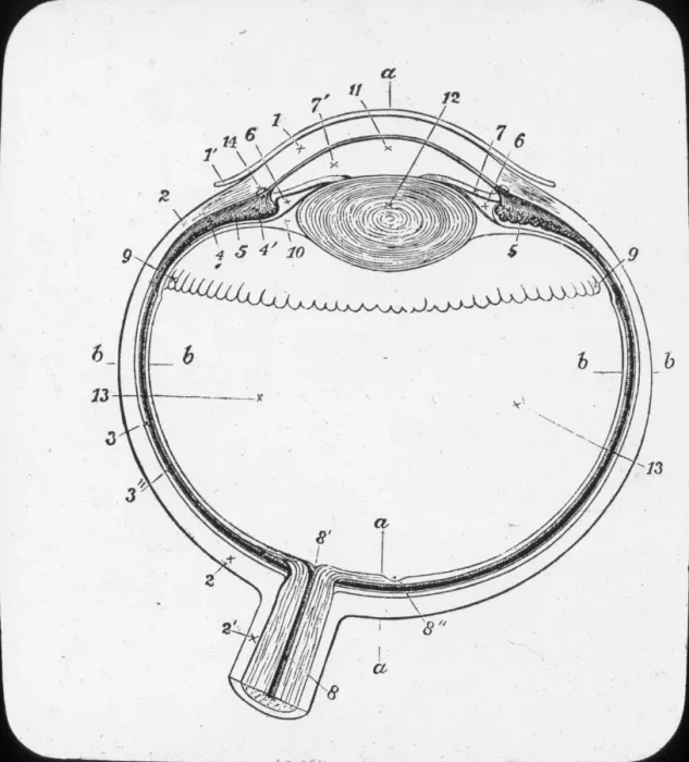 Framed Print : X-Ray - Horizontal Section of the eyeball Framed Print : X-Ray - Horizontal Section of the eyeball