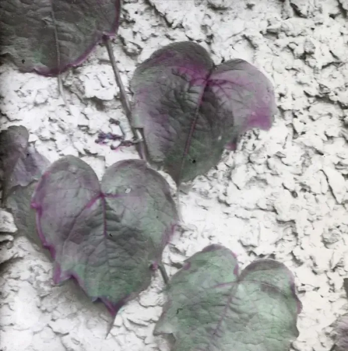 Framed Print : X-Ray - Ivy Framed Print : X-Ray - Ivy