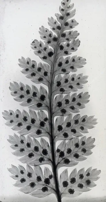 Framed Print : X-Ray - Leaves and Seeds Framed Print : X-Ray - Leaves and Seeds