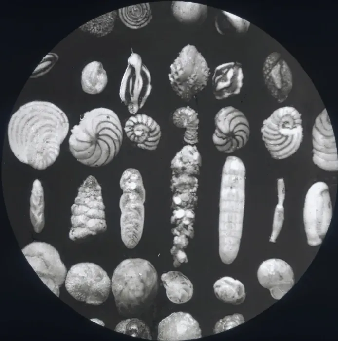Framed Print : X-Ray - Parasite Specimens Framed Print : X-Ray - Parasite Specimens