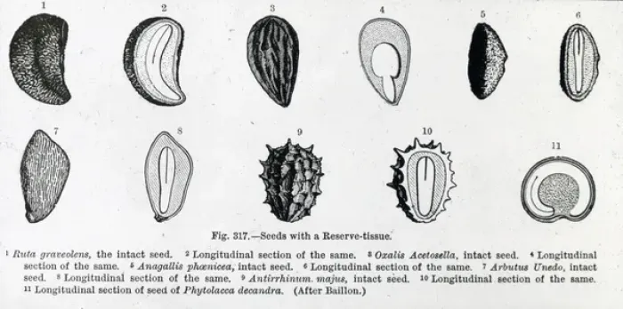 Framed Print : X-Ray - Pictures of 11 different seeds Framed Print : X-Ray - Pictures of 11 different seeds