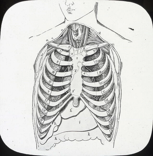 X-Ray - Ribcage and internal organs of the upper abdomen