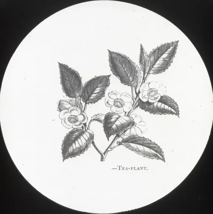 Framed Print : X-Ray - Tea Plant Framed Print : X-Ray - Tea Plant