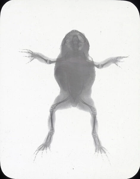 X-Ray - Toad