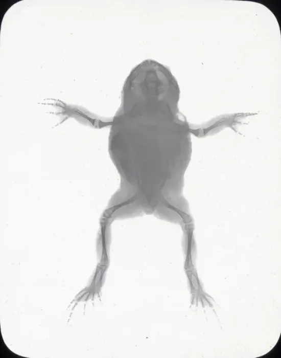 Framed Print : X-Ray - Toad Framed Print : X-Ray - Toad