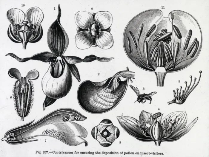 Framed Print : X-Ray - Various Pollination Models Framed Print : X-Ray - Various Pollination Models