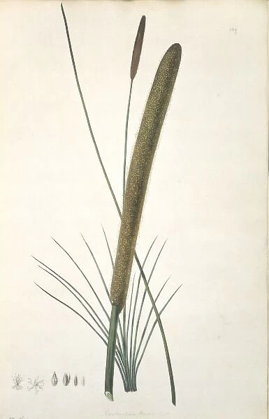 Xanthorrhoea resinosa, grass tree
