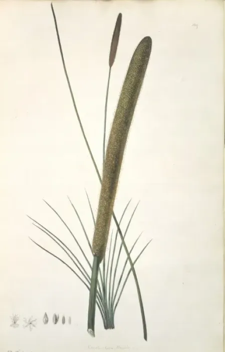 Framed Print : Xanthorrhoea resinosa, grass tree Framed Print : Xanthorrhoea resinosa, grass tree