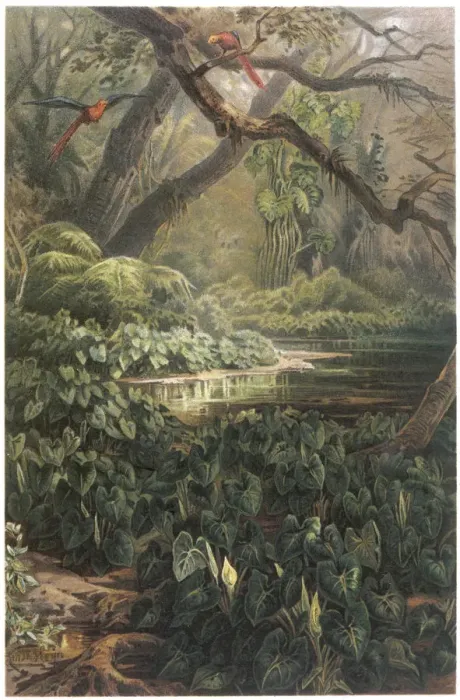 Framed Print : XANTHOSOMA SAGITTIFOLIA Framed Print : XANTHOSOMA SAGITTIFOLIA