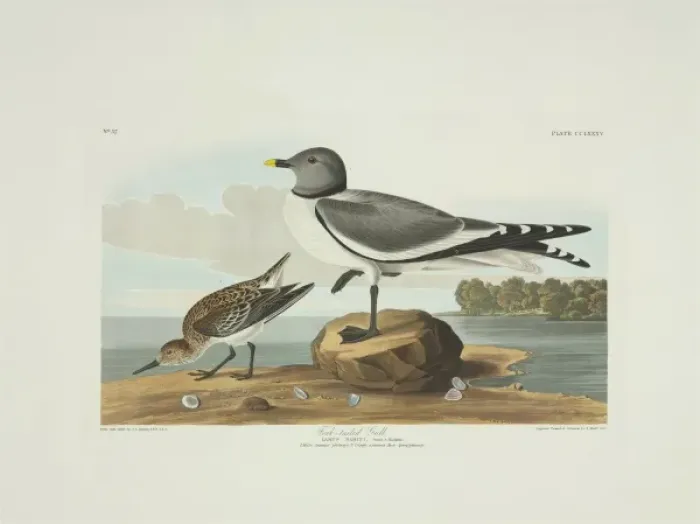 Framed Print : Xema sabini, Sabines gull, Calidris alba, sanderling Framed Print : Xema sabini, Sabines gull, Calidris alba, sanderling
