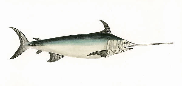 Xiphias gladius, or Swordfish