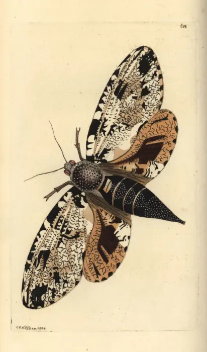 Framed Print : Xyleutes strix moth Framed Print : Xyleutes strix moth