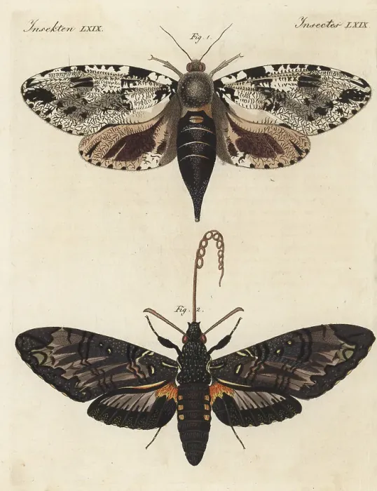 Framed Print : Xyleutes strix moth and giant sphinx moth Framed Print : Xyleutes strix moth and giant sphinx moth