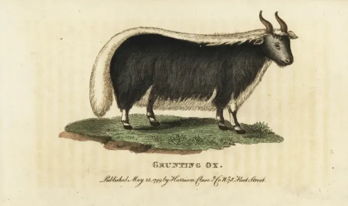 Framed Print : Yak, Bos grunniens and Bos mutus Framed Print : Yak, Bos grunniens and Bos mutus