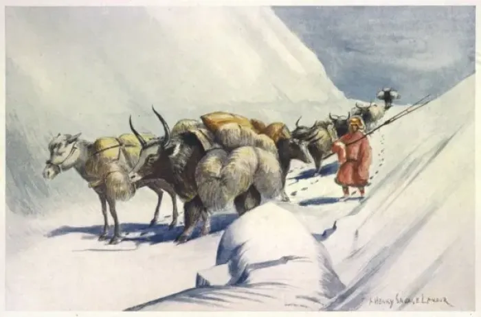 Framed Print : Yaks Carry Wool to India Framed Print : Yaks Carry Wool to India