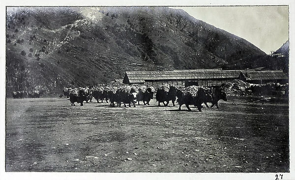 Yaks at Chumbi, from a fascinating album which reveals new details on a little-known campaign in which a British military force brushed aside Tibetan defences to capture Lhasa, in 1904
