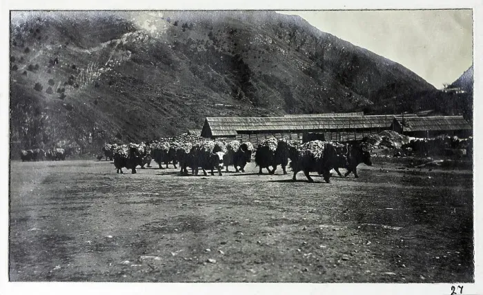 Framed Print : Yaks at Chumbi, from a fascinating album which reveals new details on a little-known campaign in which a British military force brushed aside Tibetan defences to capture Lhasa, in 1904 Framed Print : Yaks at Chumbi, from a fascinating album which reveals new details on a little-known campaign in which a British military force brushed aside Tibetan defences to capture Lhasa, in 1904