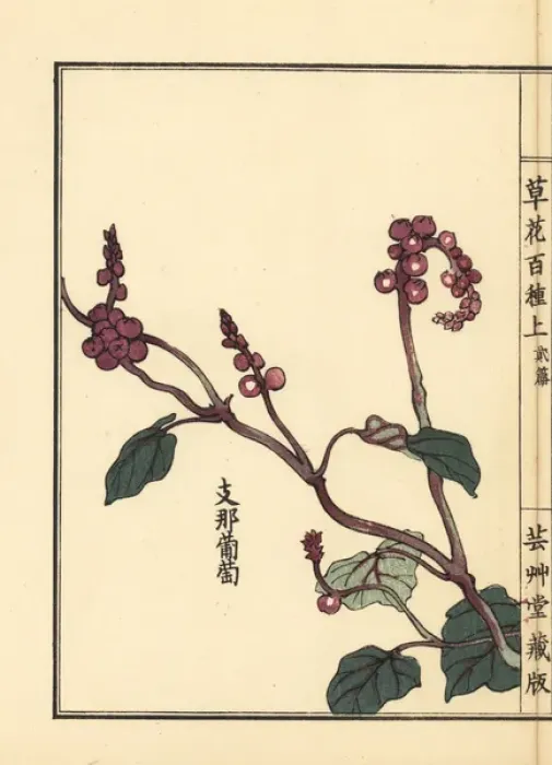 Framed Print : Yamabudou or crimson glory vine, Vitis coignetiae Framed Print : Yamabudou or crimson glory vine, Vitis coignetiae
