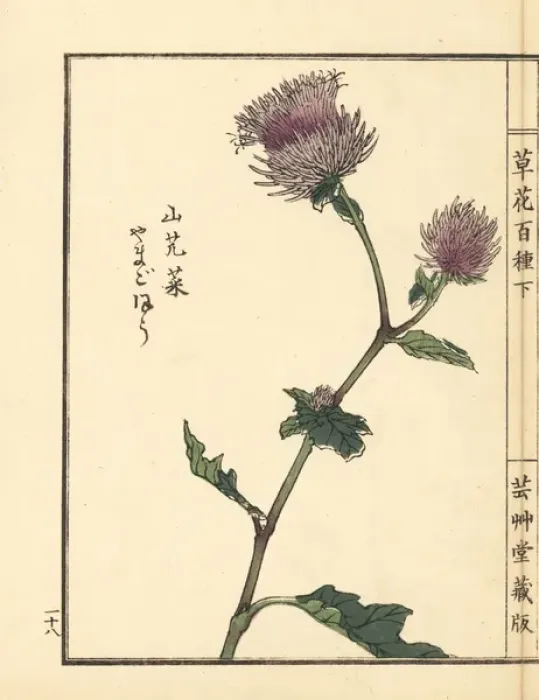 Framed Print : Yamagobou or oyamabokuchi, Synurus pungens Framed Print : Yamagobou or oyamabokuchi, Synurus pungens