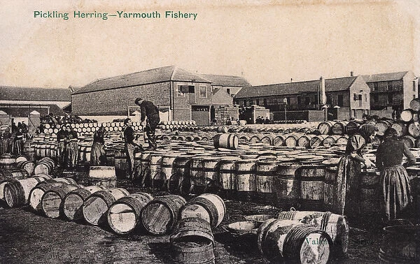Yarmouth Fishery, Norfolk - Pickling Herring