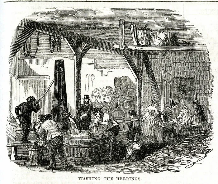 Framed Print : Yarmouth Herring Fishery, Washing the Herrings Framed Print : Yarmouth Herring Fishery, Washing the Herrings