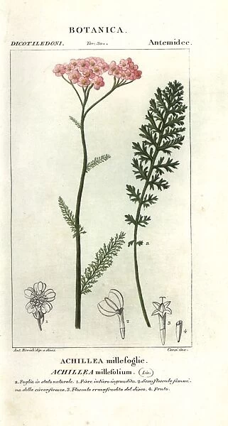 Yarrow, Achillea millefolium