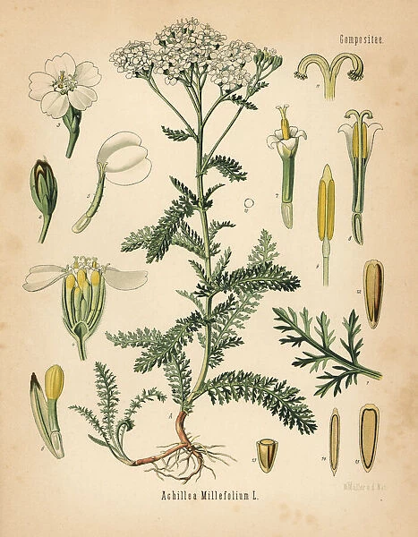 Yarrow, Achillea millefolium