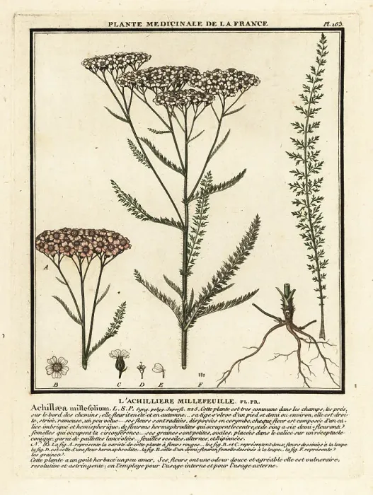 Framed Print : Yarrow, Achillea millefolium Framed Print : Yarrow, Achillea millefolium