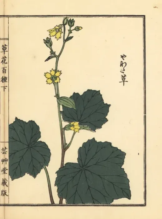 Framed Print : Yawatasou or Peltoboykinia tellimoides Framed Print : Yawatasou or Peltoboykinia tellimoides