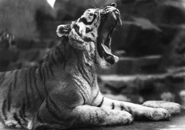 Framed Print : Yawning Tiger Framed Print : Yawning Tiger