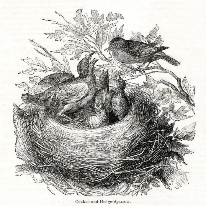 Framed Print : The Year of the Poets -- Cuckoo in sparrows nest