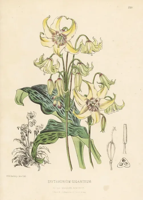 Framed Print : Yellow avalanche lily, Erythronium grandiflorum Framed Print : Yellow avalanche lily, Erythronium grandiflorum