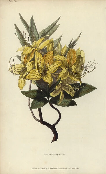 Yellow azalea, Rhododendron luteum