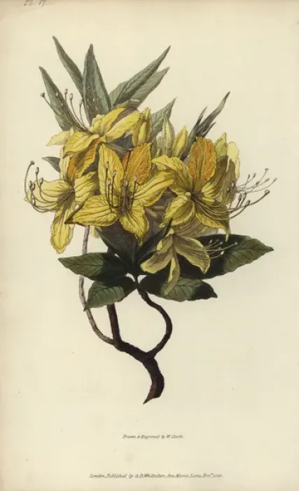 Framed Print : Yellow azalea, Rhododendron luteum Framed Print : Yellow azalea, Rhododendron luteum