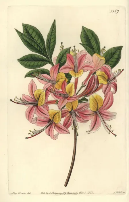 Framed Print : Yellow azalea, Rhododendron luteum Framed Print : Yellow azalea, Rhododendron luteum
